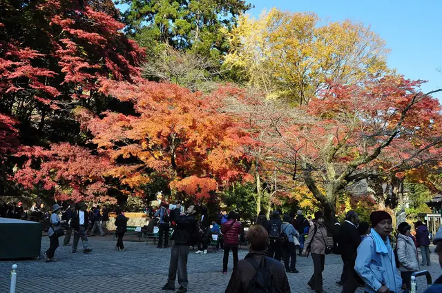 Red and yellow autumn maples above walkers on Mount Takao