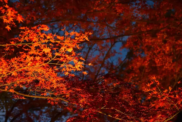 Maple leaves lit up at night during the autumn light-up at Rikugien garden