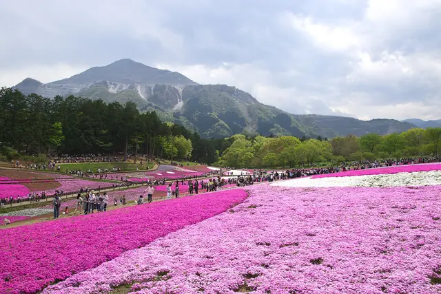 武甲山を背に広がる羊山公園の芝桜の丘