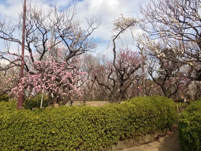 世田谷・羽根木公園の梅林。紅白の梅が咲く