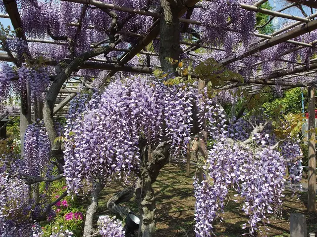 藤まつりの亀戸天神。藤棚から紫の花房が垂れる