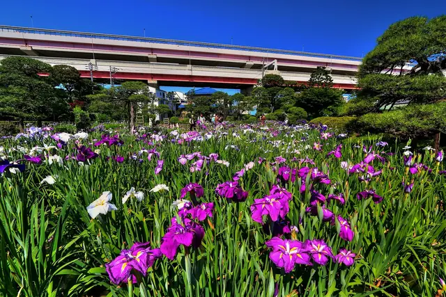 六月の葛飾・堀切菖蒲園。紫や白の花菖蒲が咲く