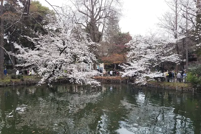 4月上旬、池にかかる井の頭恩賜公園の満開の桜