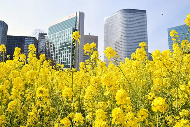 Yellow rapeseed flowers in the Hama-rikyu flower field with Shiodome office towers behind