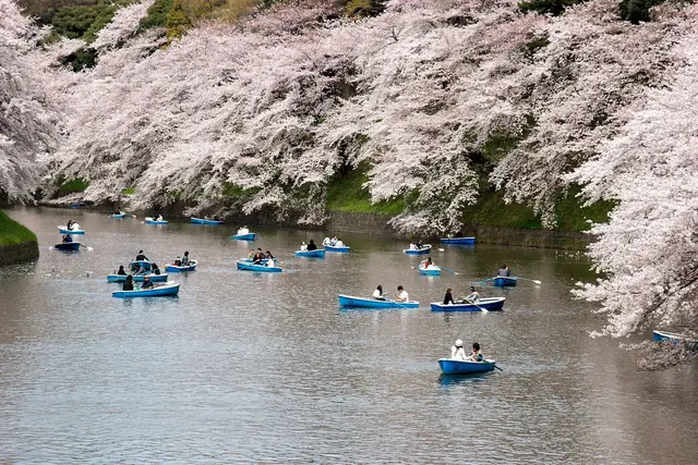 満開の桜の下、千鳥ヶ淵の堀に浮かぶ手こぎボート