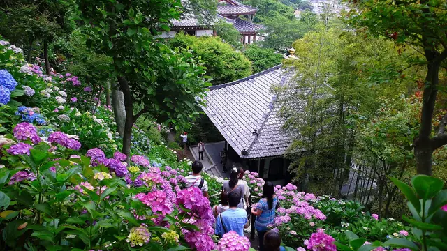6月の長谷寺、あじさいの小径を歩く参拝者
