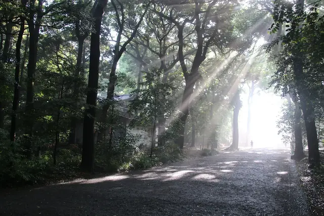 Morning sunbeams falling through the dense forest beside the approach to Meiji Jingu