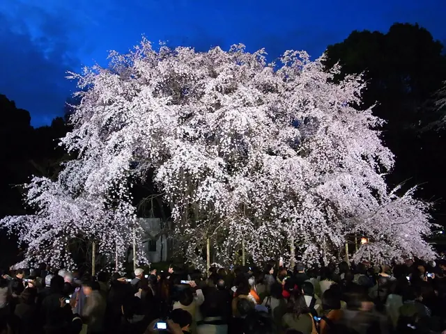 夜にライトアップされた満開の六義園のしだれ桜
