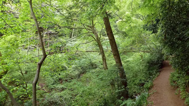A narrow dirt trail through green forest on Mount Takao
