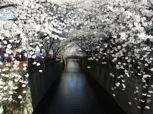 目黒川桜まつりで川面を覆うように咲く桜