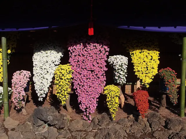 Cascading kengai chrysanthemums trained into long tapering shapes at the Shinjuku Gyoen exhibition