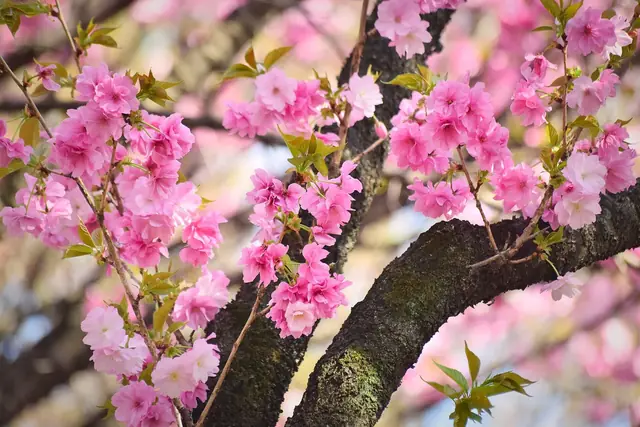 新宿御苑に咲く遅咲きの八重桜