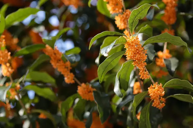 10月上旬に香るキンモクセイの橙色の花