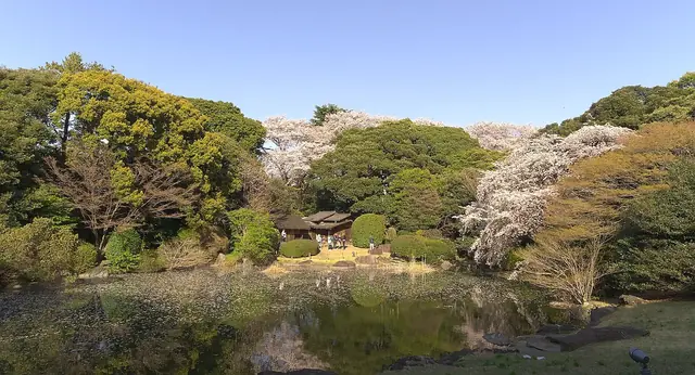 桜が咲く春の本館北側の庭園と池畔の茶室