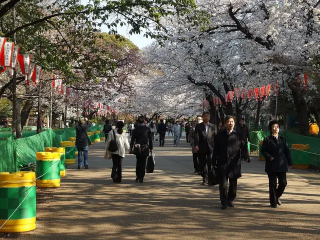 上野公園の桜と提灯が続く並木道を歩く人々