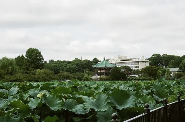 蓮の葉に覆われた不忍池と奥の弁天堂