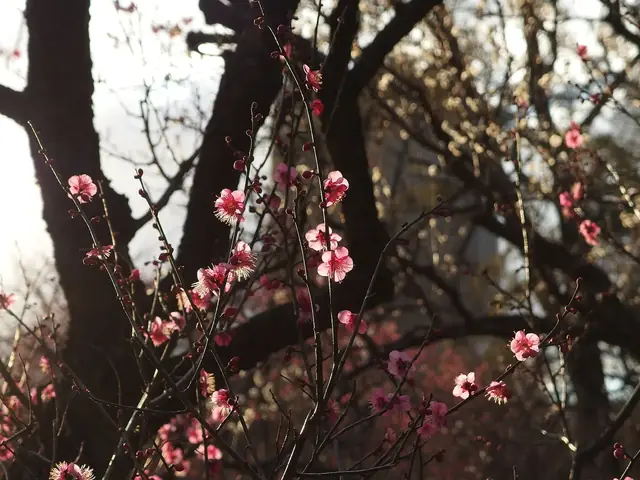 Pink plum blossoms on dark branches in the plum grove of Koishikawa Korakuen garden